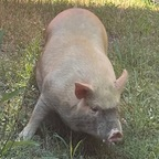 yugrac1 (Mr Pig) free OnlyFans Leaked Pictures & Videos 

 profile picture